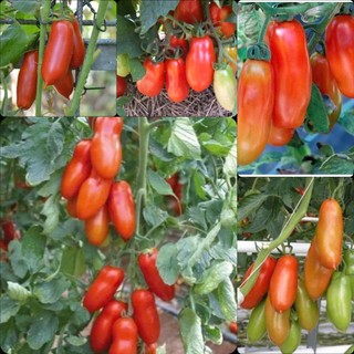 hạt giống cà chua roma cao sản - gói 30 hạt