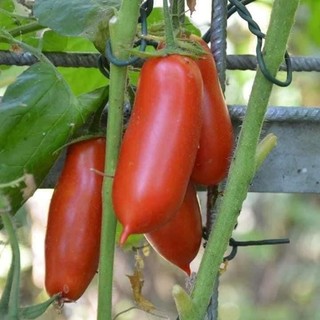 hạt giống cà chua roma cao sản - gói 30 hạt