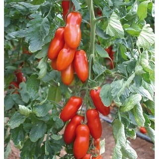 hạt giống cà chua roma cao sản - gói 30 hạt