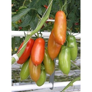 hạt giống cà chua roma cao sản - gói 30 hạt