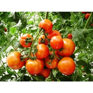 Hạt giống cà chua lai cao sản - gói 50 hạt