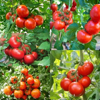 Hạt giống cà chua lai cao sản - gói 50 hạt