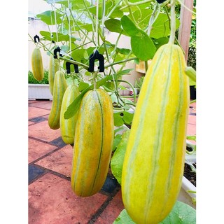 Hạt giống dưa gang siêu dễ trồng nảy mầm 90%- gói 20 hạt