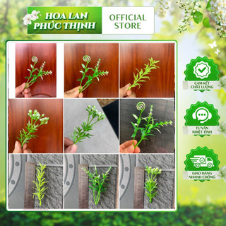 100g cỏ điểm nhựa-trang trí gốc cây,điểm bó hoa, làm tiểu cảnh trang trí không gian sống và nhiều ý tưởng trang trí khác