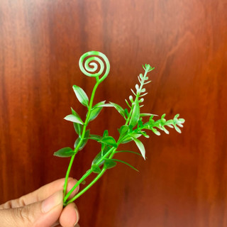 100g cỏ điểm nhựa-trang trí gốc cây,điểm bó hoa, làm tiểu cảnh trang trí không gian sống và nhiều ý tưởng trang trí khác
