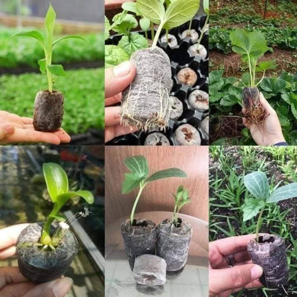 50 Viên Nén Ươm Hạt Giống❤️ Tiện lợi, Rất Dễ Sử Dụng