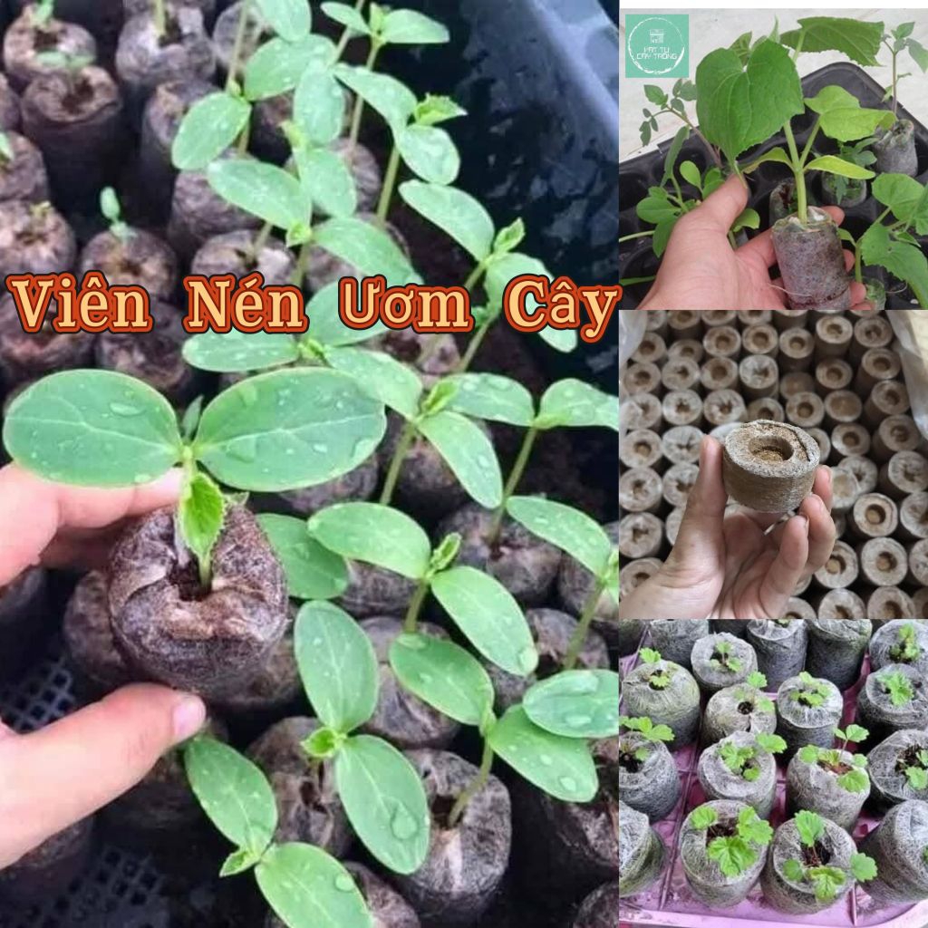 50 Viên Nén Ươm Hạt Giống❤️ Tiện lợi, Rất Dễ Sử Dụng