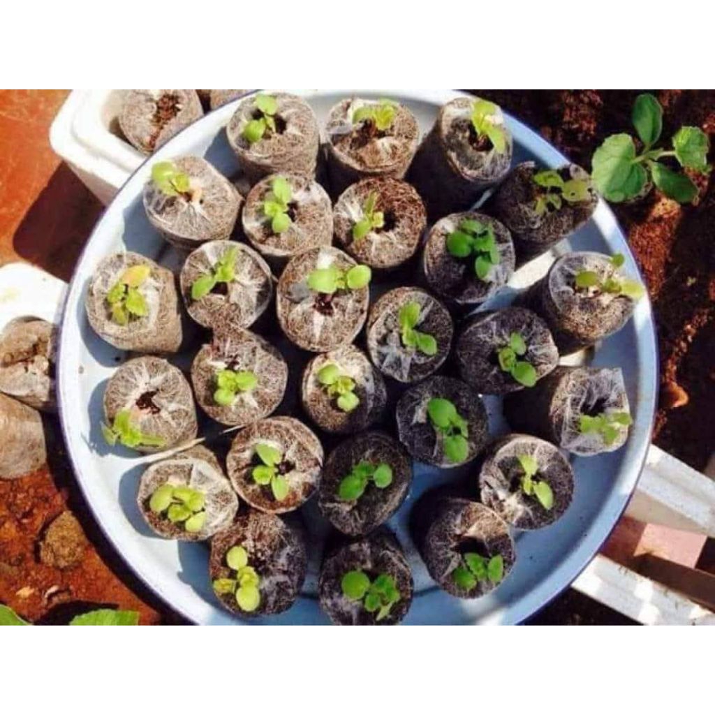 50 Viên Nén Ươm Hạt Giống❤️ Tiện lợi, Rất Dễ Sử Dụng
