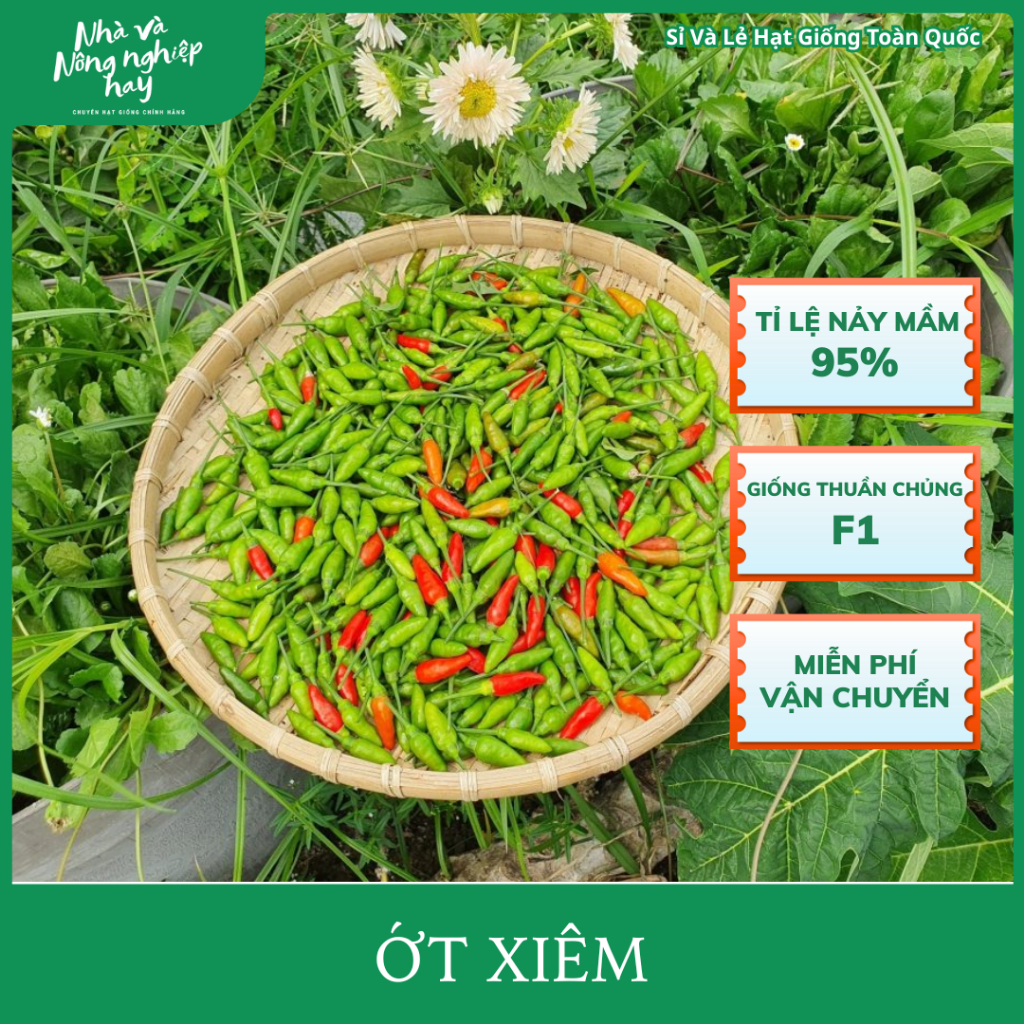 HẠT Ớt Xiêm Thái Lan SAI TRÁI DỄ TRỒNG Dễ CHăm Sóc - Chỉ Cần Gieo Là Lên