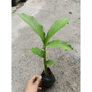 Bầu cây giống củ lùn, siêu củ, dễ trồng