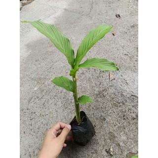 Bầu cây giống củ lùn, siêu củ, dễ trồng