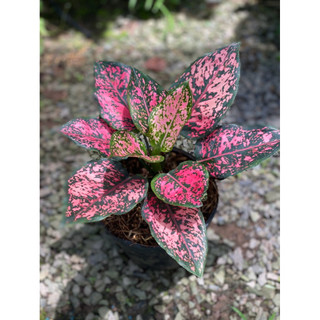 Chậu trang trí Aglaonema KomKom Pink - Phong thuỷ, tài lộc, lọc không khí tốt - Vườn Như Ngọc