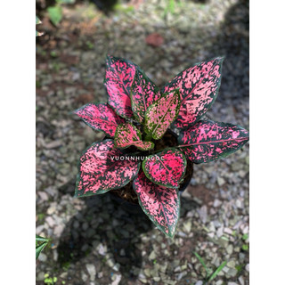 Chậu trang trí Aglaonema KomKom Pink - Phong thuỷ, tài lộc, lọc không khí tốt - Vườn Như Ngọc