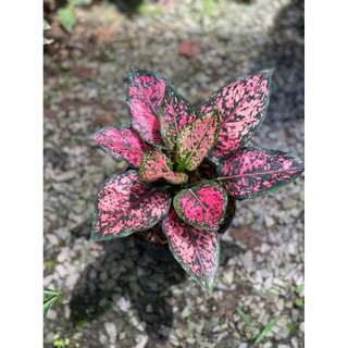 Chậu trang trí Aglaonema KomKom Pink - Phong thuỷ, tài lộc, lọc không khí tốt - Vườn Như Ngọc