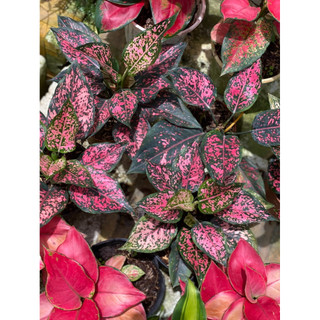 Chậu trang trí Aglaonema KomKom Pink - Phong thuỷ, tài lộc, lọc không khí tốt - Vườn Như Ngọc