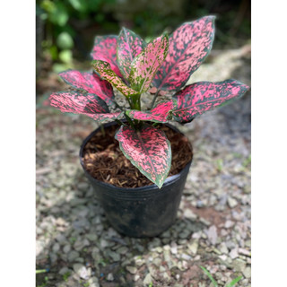 Chậu trang trí Aglaonema KomKom Pink - Phong thuỷ, tài lộc, lọc không khí tốt - Vườn Như Ngọc