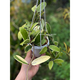 Chậu treo mini Hoya Acuta Albomarginata - Decor đẹp, dễ chăm sóc, trang trí sân vườn, nhà cửa, ban công - Vườn Như Ngọc
