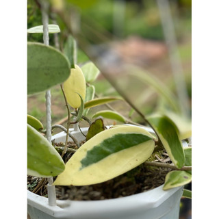 Chậu treo mini Hoya Acuta Albomarginata - Decor đẹp, dễ chăm sóc, trang trí sân vườn, nhà cửa, ban công - Vườn Như Ngọc