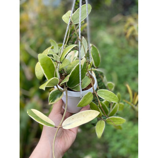 Chậu treo mini Hoya Acuta Albomarginata - Decor đẹp, dễ chăm sóc, trang trí sân vườn, nhà cửa, ban công - Vườn Như Ngọc