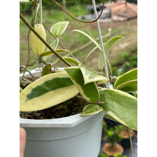 Chậu treo mini Hoya Acuta Albomarginata - Decor đẹp, dễ chăm sóc, trang trí sân vườn, nhà cửa, ban công - Vườn Như Ngọc