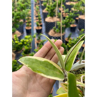 Chậu treo mini Hoya Acuta Albomarginata - Decor đẹp, dễ chăm sóc, trang trí sân vườn, nhà cửa, ban công - Vườn Như Ngọc