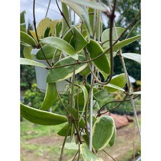 Chậu treo mini Hoya Acuta Albomarginata - Decor đẹp, dễ chăm sóc, trang trí sân vườn, nhà cửa, ban công - Vườn Như Ngọc