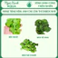 🌿 Cây Cắt Cắm Tiểu Bảo Tháp – Dễ Trồng, Không Cần CO₂ – Form Tầng Gọn Gàng – Ngọc Xanh AQUA