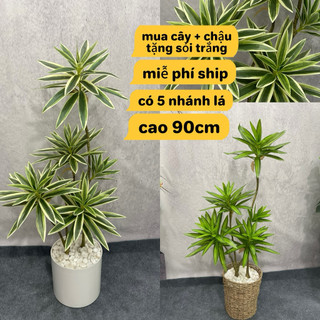 cây thuỷ trúc nhân tạo cao 90cm. cây giả trang trí nhà cửa và nơi làm việc