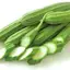 HẠT GIỐNG MƯỚP KHÍA VÂN LONG TN 308 - CHÍNH HÃNG TRANG NÔNG ( DATE LUÔN MỚI)