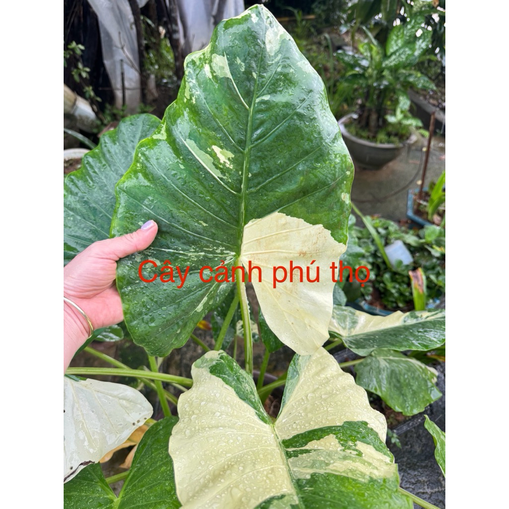 Ráy Var đột biến (1cây cắt lá y hình cuối) | Shopee Việt Nam