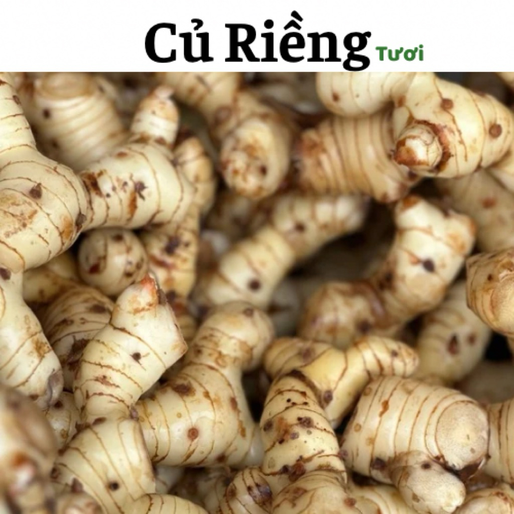 1kg Củ Riềng Tươi | Shopee Việt Nam