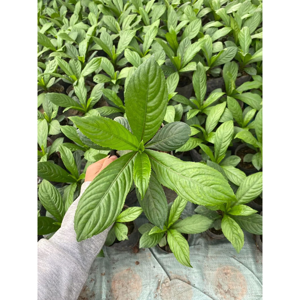 Cây xương sông - Cây rau gia vị ,Cây thuôc dược liệu..có hạt giống ...