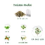 Combo 3 Hộp Trà Cà Gai Leo Rau Má - Tốt Cho Gan, Đẹp Da - Tiệm Trà Việt - 90 gói