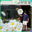 Combo 5 hoặc 10 Bóng Bay Hoa Cúc – Trang Trí Hottrend 8/3, Tươi Tắn, Sang Trọng, Đầy Ấn Tượng BB6
