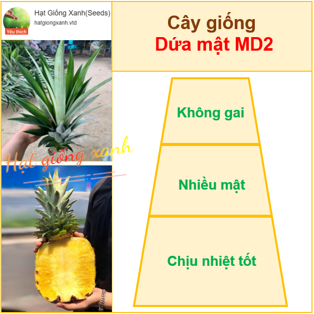 Cây giống dứa mật MD2 không gai ( 1 Cây ) - Mật nhiều, ăn ngon | Shopee ...