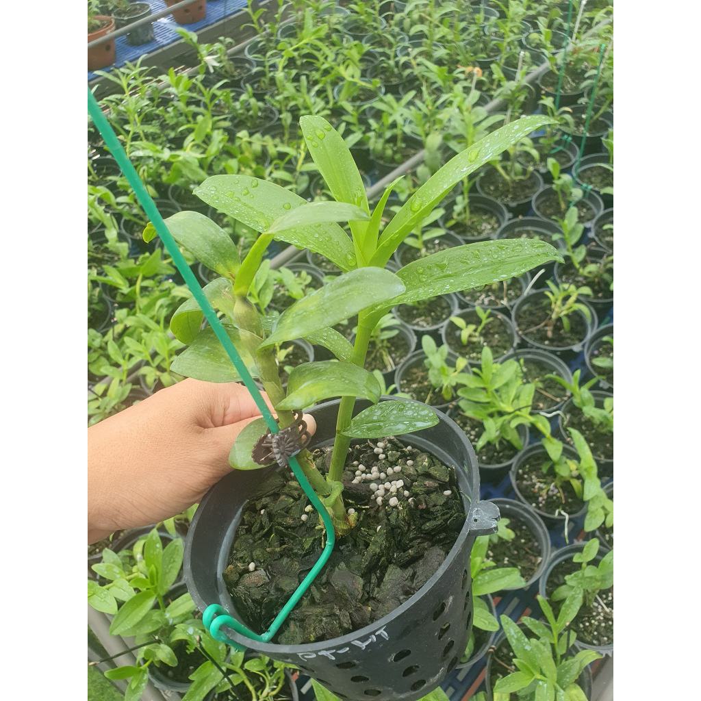PHI ĐIỆP 5 CT Bạch  Tuyết