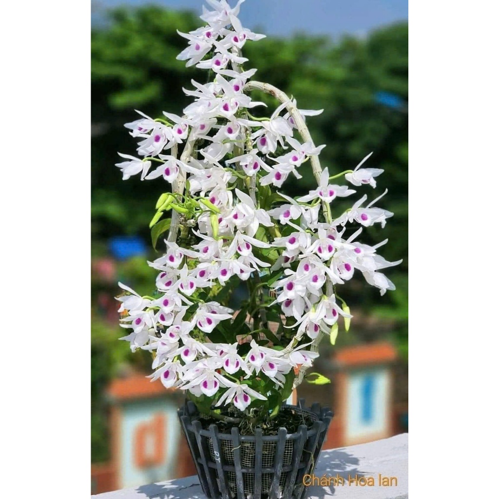 Phi điệp 5 CT Phú Thọ.