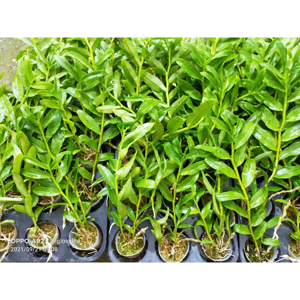Phi điệp 5 CT Phú Thọ.