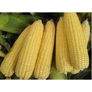 Hạt Giống Bắp Ngọt, Ngô Ngọt Rado 236 tỷ lệ nãy mầm cao, dễ trồng, ít sâu bệnh - Gói 5gr