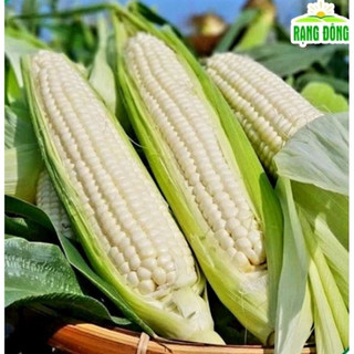Hạt Giống Bắp Nếp Dẻo Rado 936 Bắp có độ Dẽo cao, dễ trồng, ít sâu bệnh - Gói 10gr