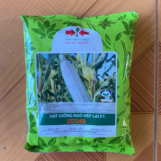 (500g,100g) Hạt Giống Ngô, Bắp Nếp Lai Thái Lan siêu dẽo, dễ trồng, tỷ lệ nẩy mầm cao - Hai Mũi Tên Đỏ
