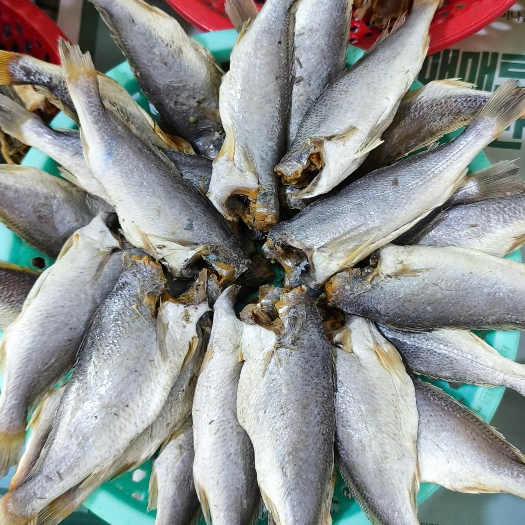 Khô Cá Đổng 1 Nắng – Gói 500g, Cá Cắt Khúc, Thịt Dày, Dễ Chế Biến