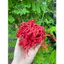 100gr Giấy rơm giấy vụn lót hộp quà tặng mềm nhẹ rất nhiều màu sắc đẹp giá rẻ