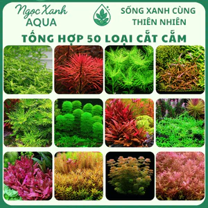 50 Loại Cây Thuỷ Sinh Cắt Cắm – Tự Chọn Từng Loại – Ngọc Xanh AQUA