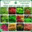 50 Loại Cây Thuỷ Sinh Cắt Cắm – Tự Chọn Từng Loại – Ngọc Xanh AQUA