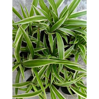 Chậu cây Cỏ Lan Chi, cây mẫu tử - làm cảnh