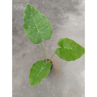 Cây bạc hà ( dọc mùng) , có bầu đất