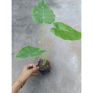 Cây bạc hà ( dọc mùng) , có bầu đất