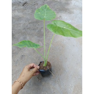Cây bạc hà ( dọc mùng) , có bầu đất
