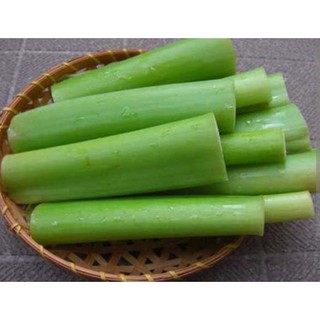 Cây bạc hà ( dọc mùng) , có bầu đất